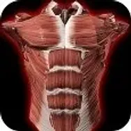 Muscular System 3D