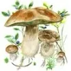 Mushrooms App