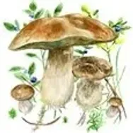 Mushrooms App